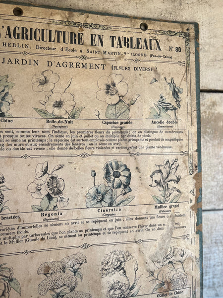 French Vintage Botanical Poster