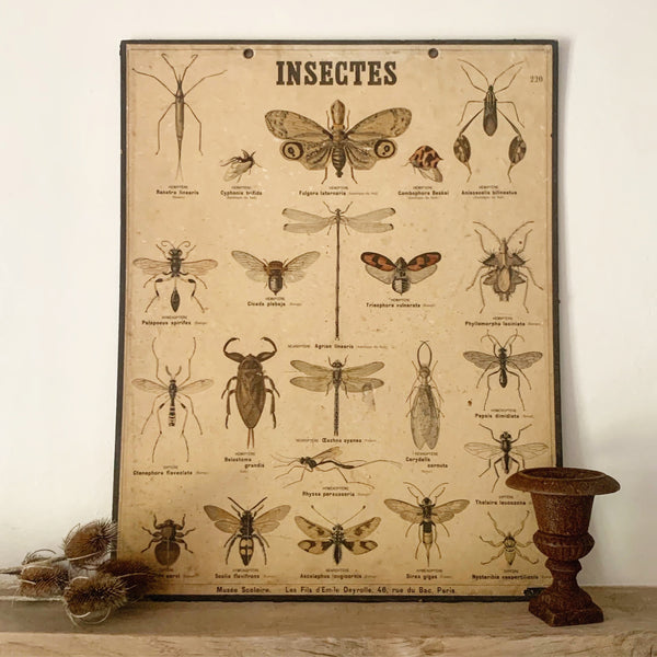 Insects Vintage French Poster