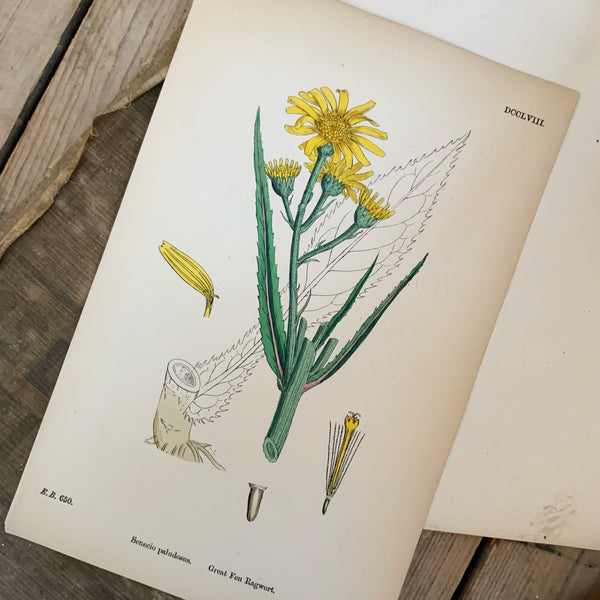 Vintage Botanical Print - Ragwort