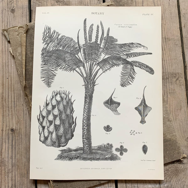 Victorian Botany Book Plate - Palm