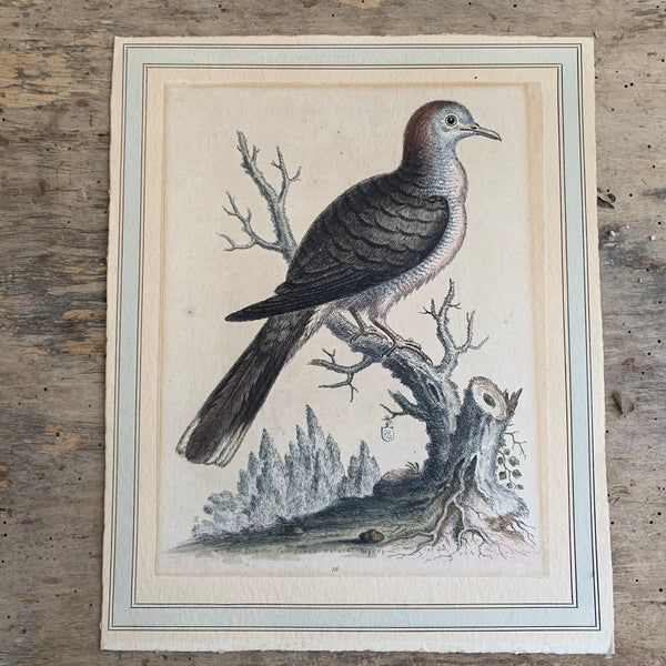 Antique Bird Plate