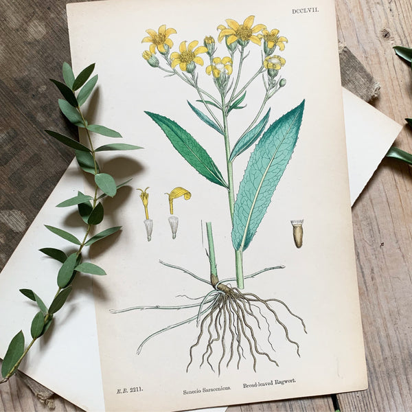 Vintage Botanical Print - Ragwort