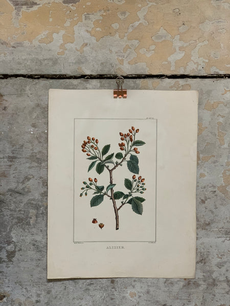 French Vintage Botanical Print - Alizier (Rosehip)