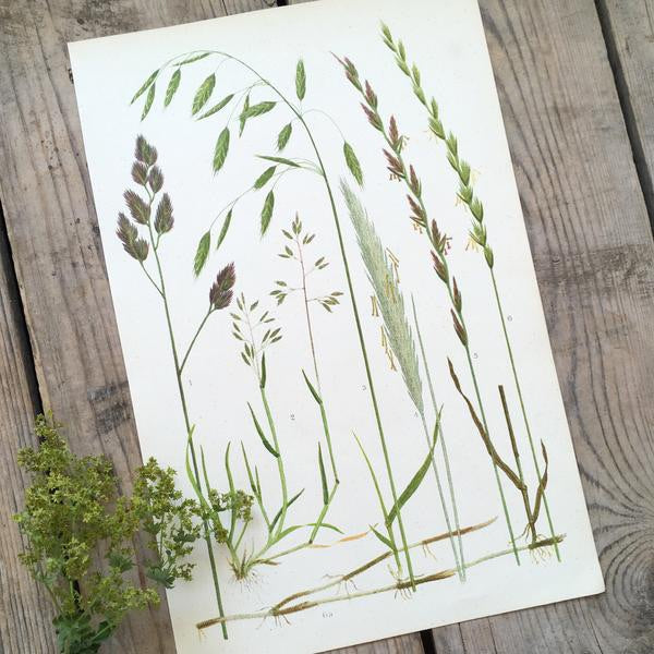 Vintage Botanical Print - Bulrush (C)