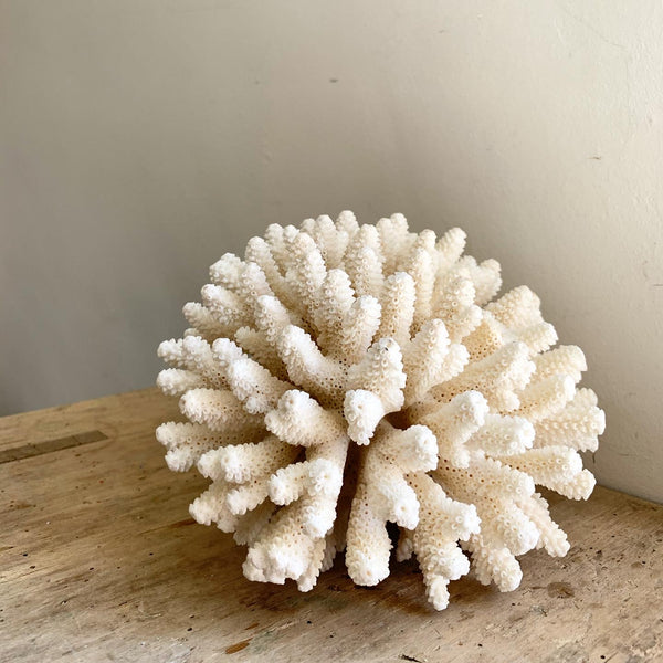 Large Piece of Vintage Coral