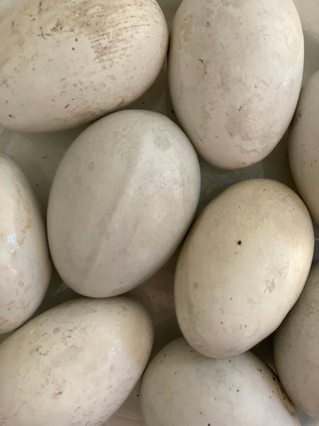 Full Size Antique Broody Hen ceramic dummy eggs
