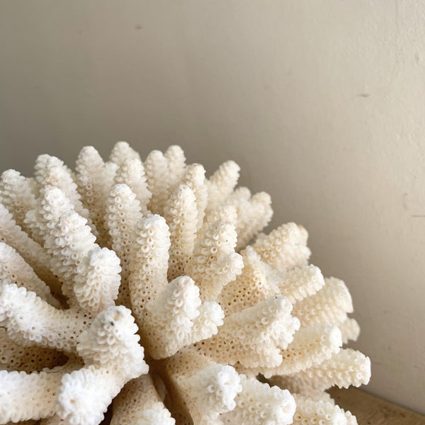 Large Piece of Vintage Coral
