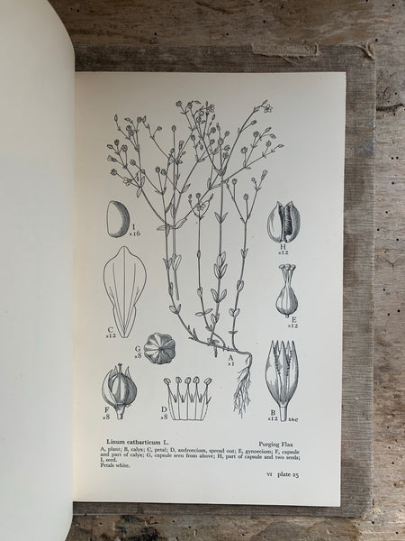 1950s Drawings Of British Plants VI