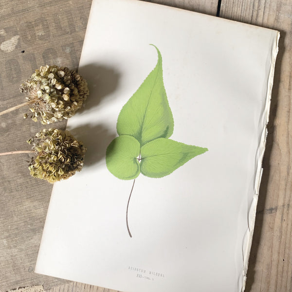 Vintage Botanical Print - Fern