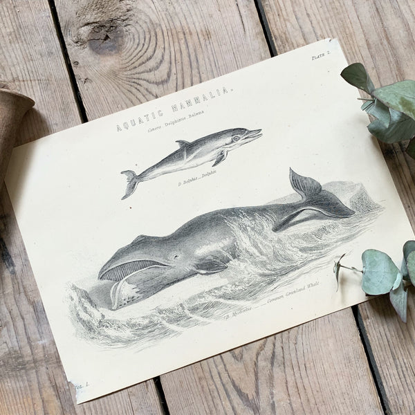 Vintage Aquatic Mammals Book Plate