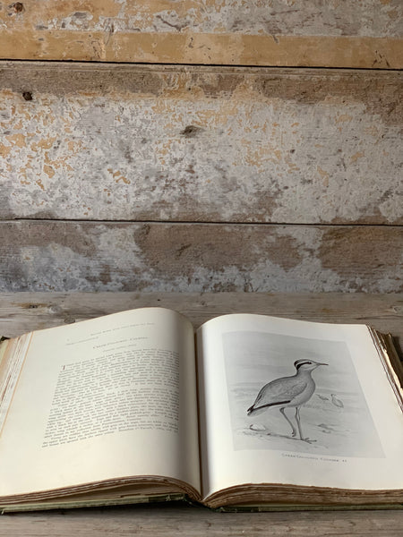 Large British Birds with their Nests and Eggs Book
