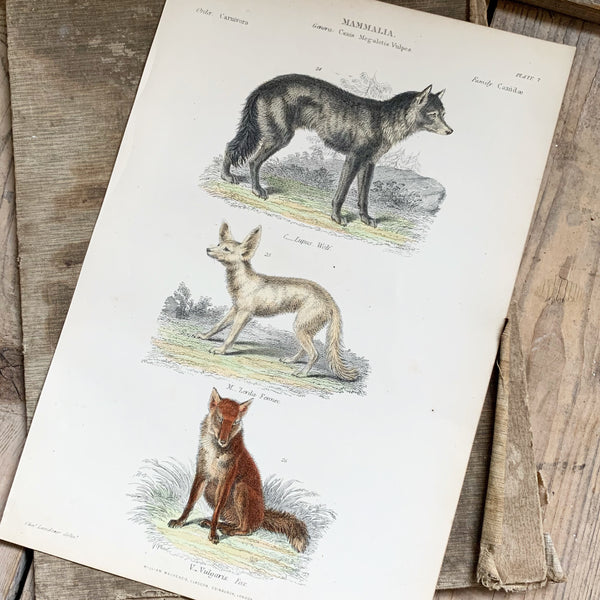 Victorian Foxes & Wolves Coloured Engraving