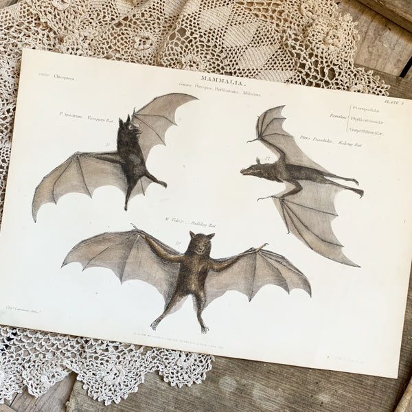 Victorian Bats Coloured Engraving