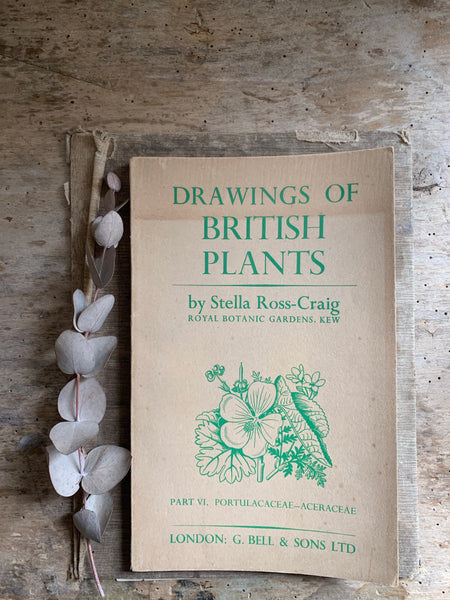 1950s Drawings Of British Plants VI