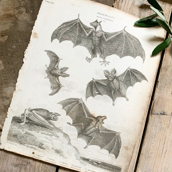 Vintage Mammals Bat Book Plate