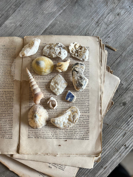 A Collection of Sea Shells