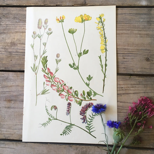 Vintage Botanical Print - Wild Chervil (M)