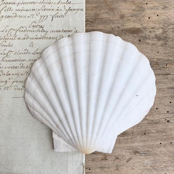 Large Vintage Seashell