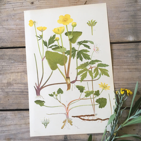 Vintage Botanical Print - Charlock (I)