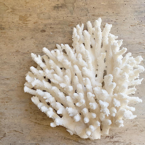 Huge Piece of Vintage Coral