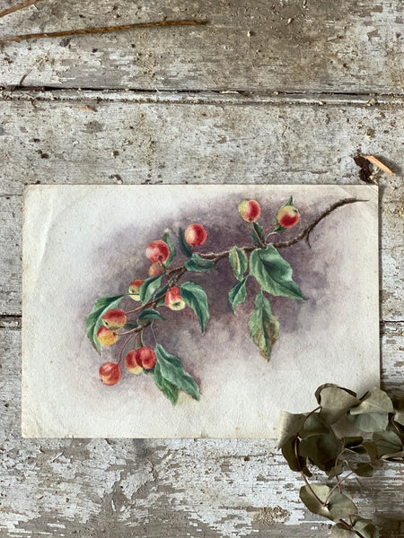 Antique Apples on a Branch Watercolour Painting