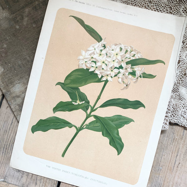 Gorgeous Floral Vintage Print